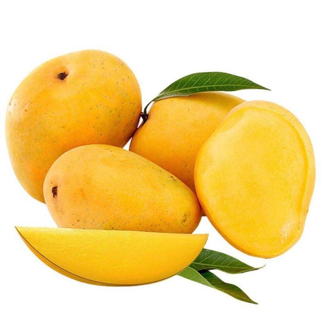 Premium Alphonso Mangoes - Devgad & Ratnagiri (Air-Flown) | 1 dozen