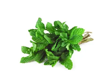 Mint Leaves (1Bunch)